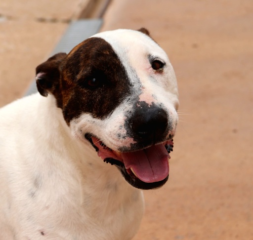 Astra | 620099100155632