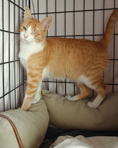 Hércules | 620099100153937