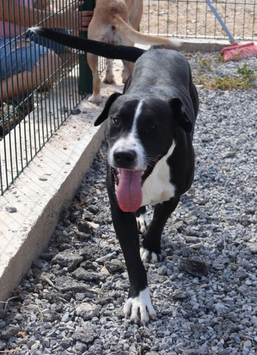 Azuki | 620096310065733