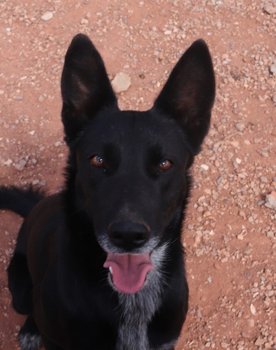 Clarisse | 620096310065246