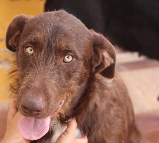 Argos | 620099100032455