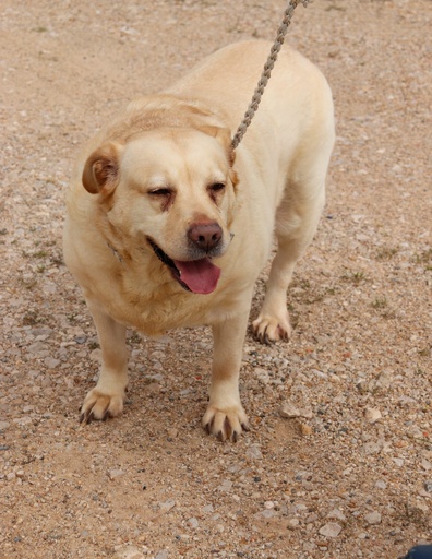 Bia | 620098100934778