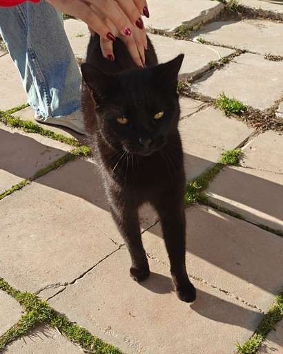 Batmina | 620099100031370