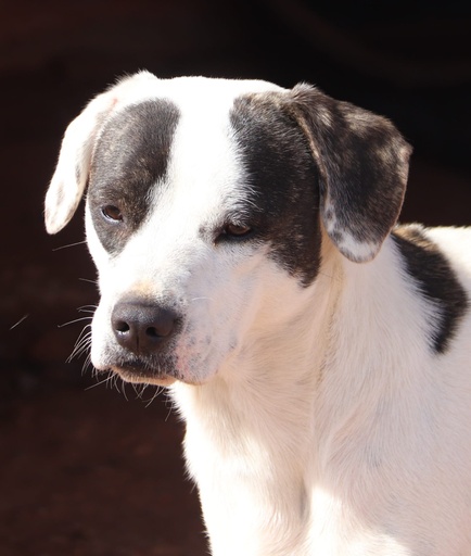 Madonna | 620099100032443