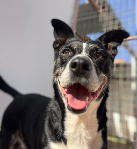 Osvaldo | 620099100069749