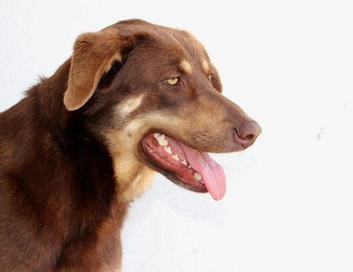 Marea | 620099100066110