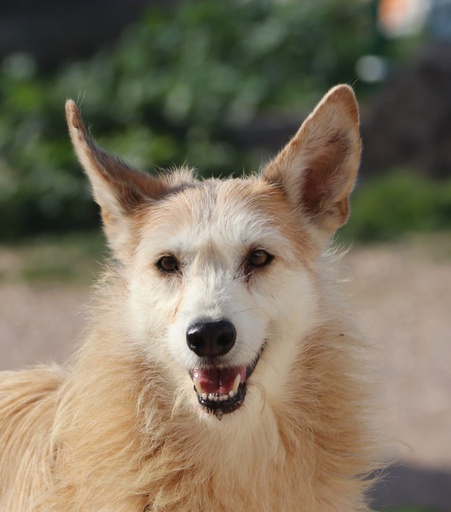 Mimoso | 939000010774405