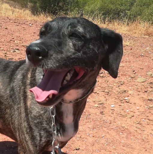 Amaro | 939000010952802