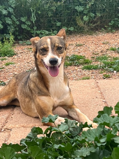 Morganna | 620096310065400