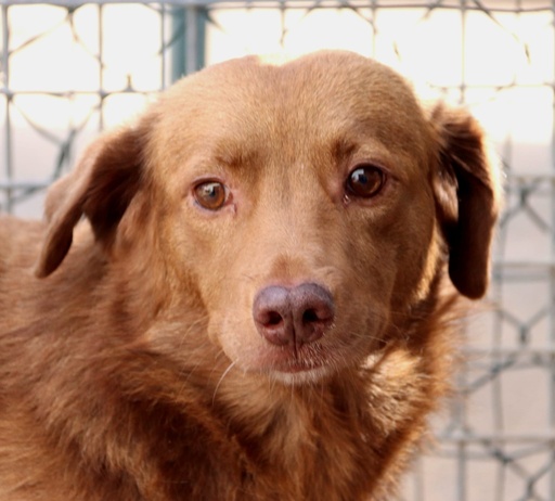 Joaquim | 620099100068701