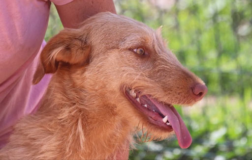 Tivoli | 620096310065300