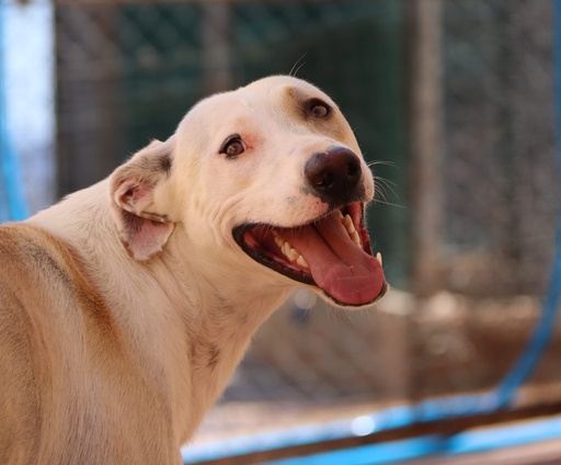 Rocky | 620096310065661