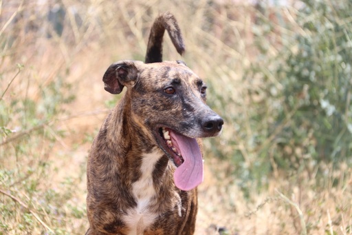 Nico | 620099100032077