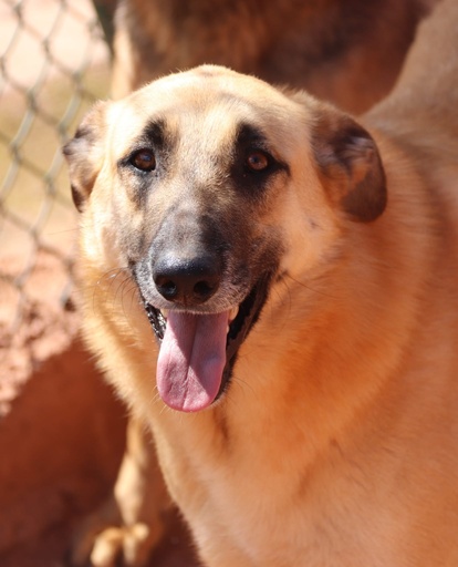 Alfredo | 620096310065150