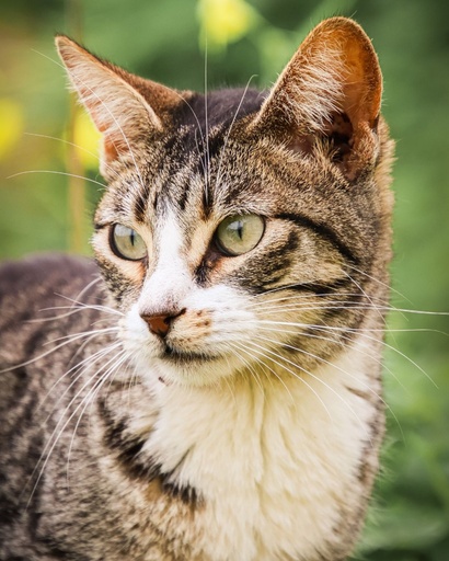 Pancinhas | 620099100068200