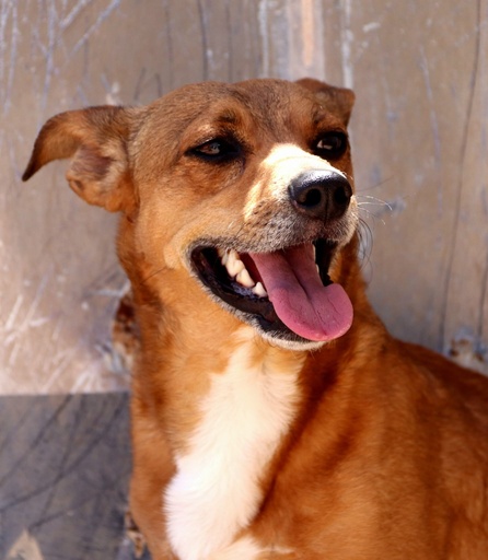 Amendoim | 620099100154078